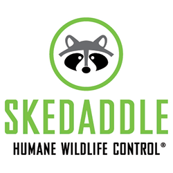 Skedaddle Humane Wildlife Control Skedaddle Humane Wildlife Control