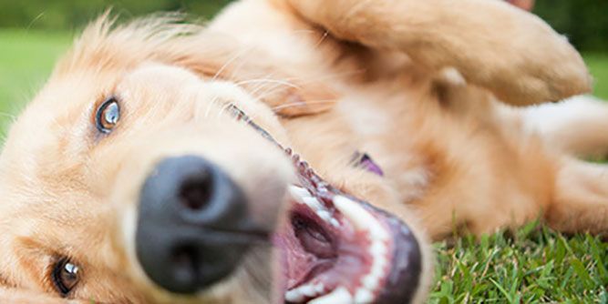 Fetch! Pet Care Slider-6