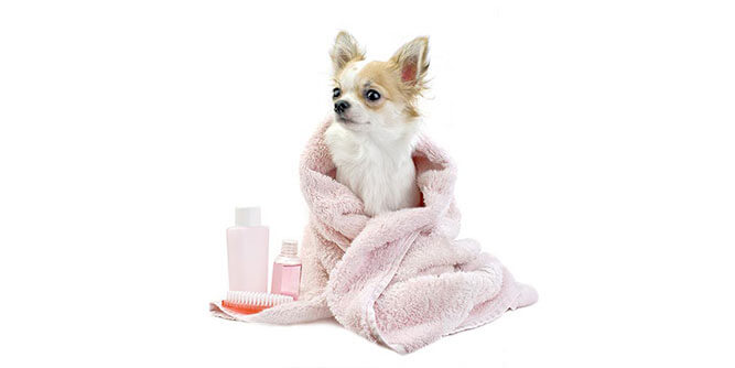 furry land mobile grooming