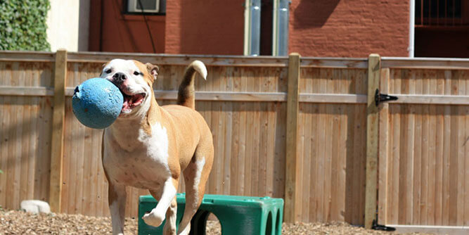 Instinct Dog Training Slider-11