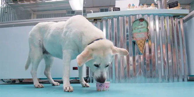 dog friendly ice cream near me